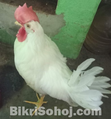 জাপানিজ হোয়াইট লেগ হর্ন